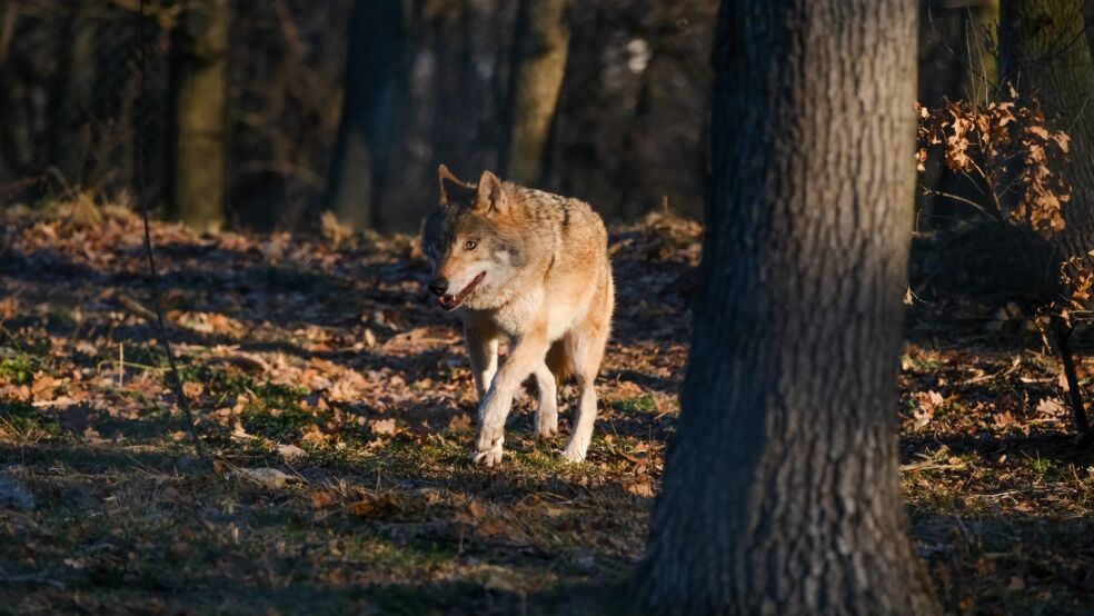 Hlavný obrázok článku "Do vlčieho výbehu v ZOO Bratislava pribudla nová svorka piatich jedincov vlka eurázijského"