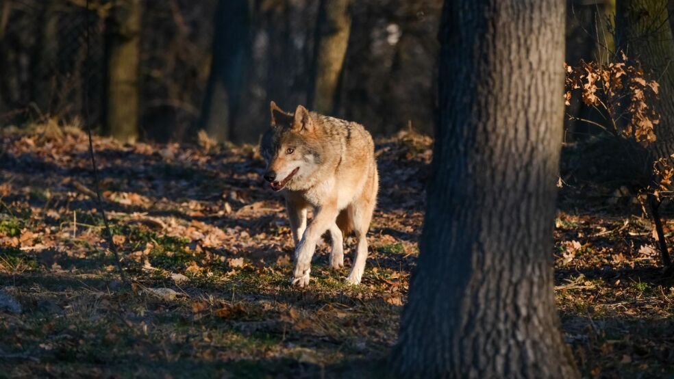 Hlavný obrázok článku "Do vlčieho výbehu v ZOO Bratislava pribudla nová svorka piatich jedincov vlka eurázijského"